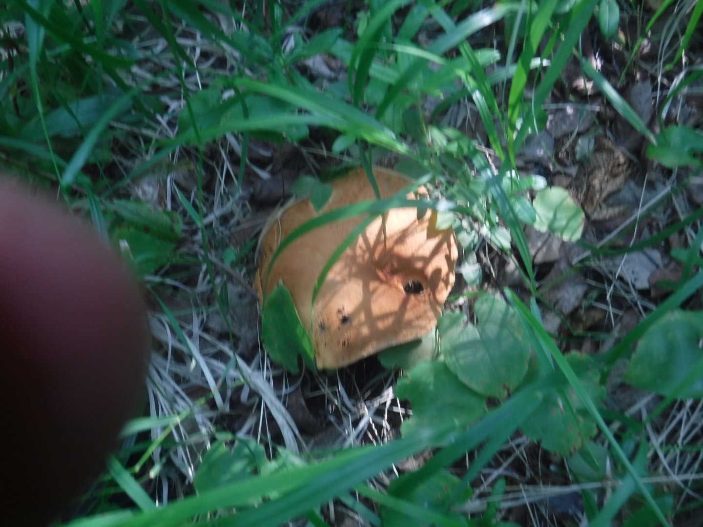 DSCF6264.JPG