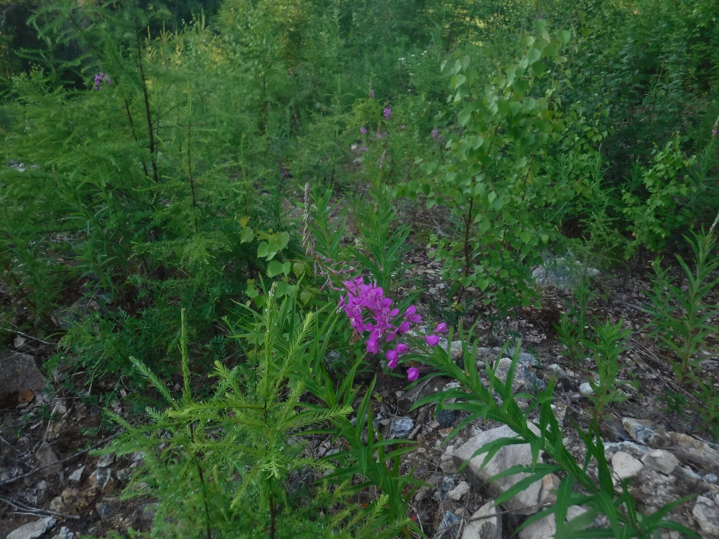 DSCF6277.JPG