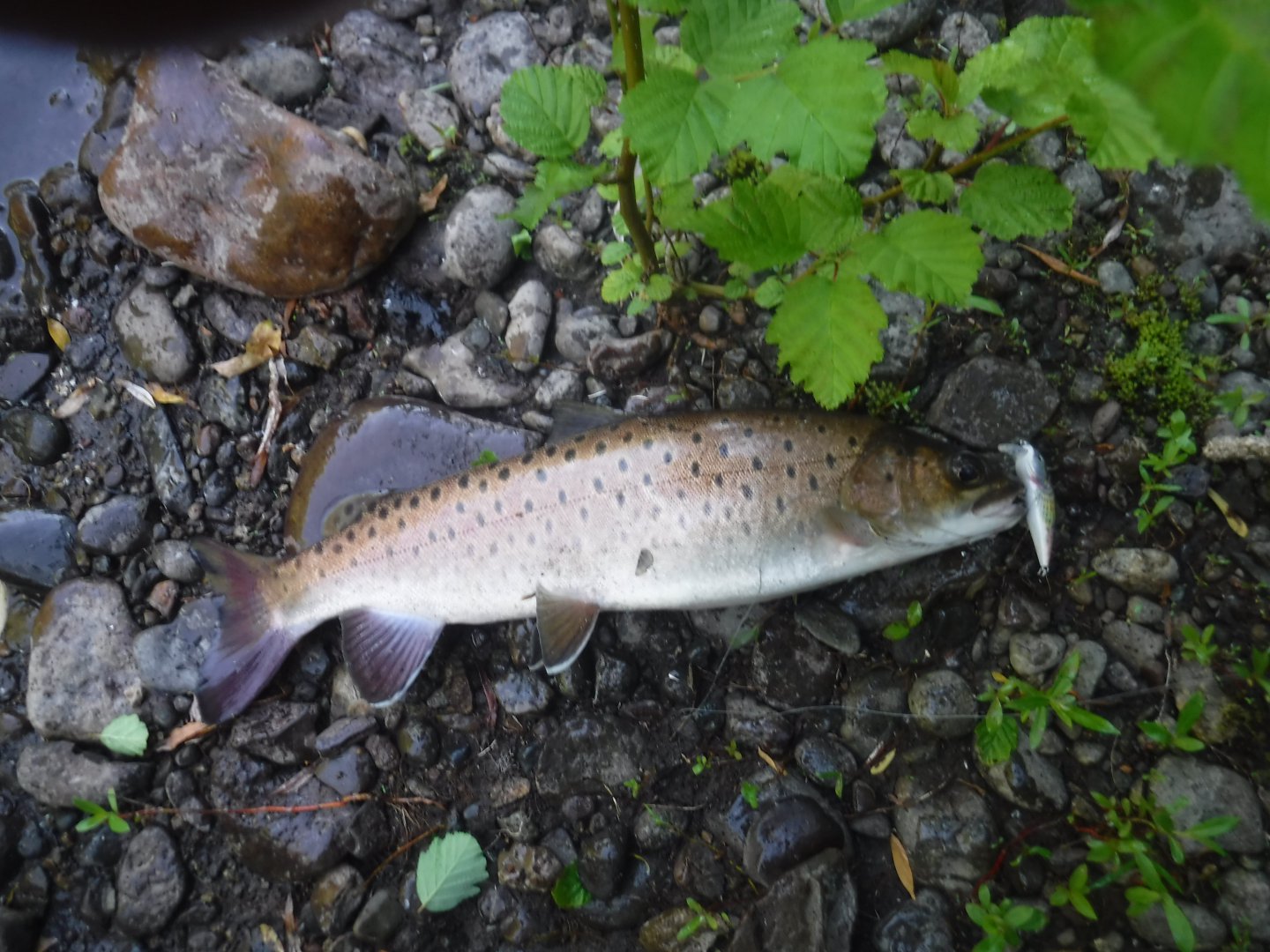 DSCF6281.JPG
