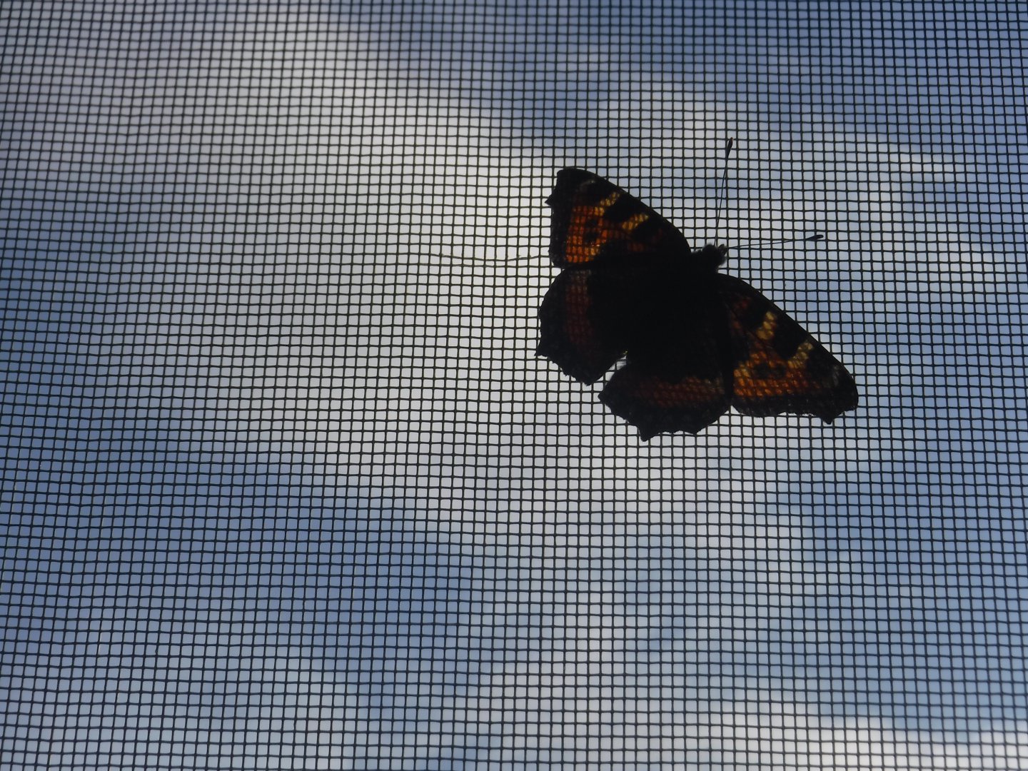 DSCF6308.JPG