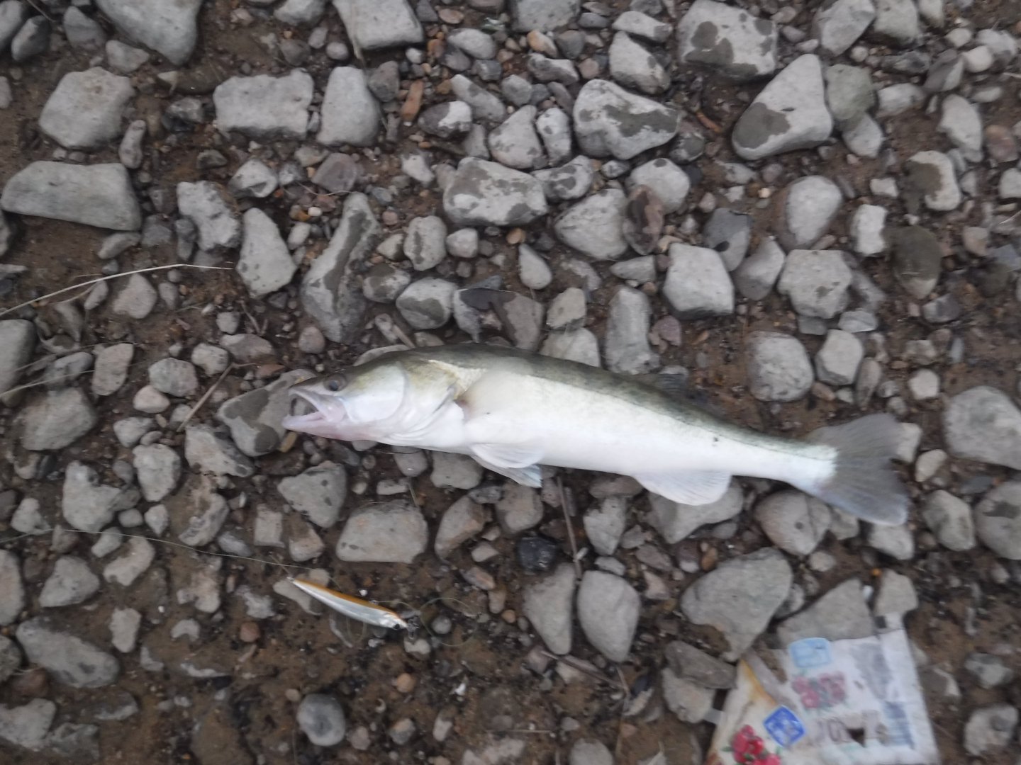 DSCF6363.JPG