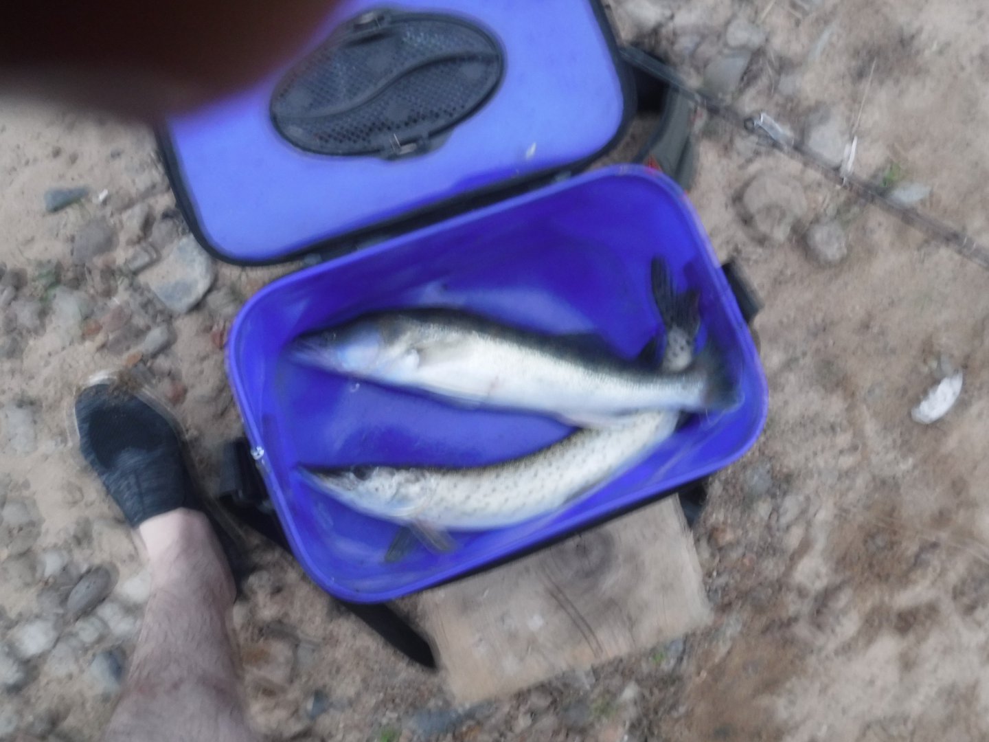 DSCF6365.JPG