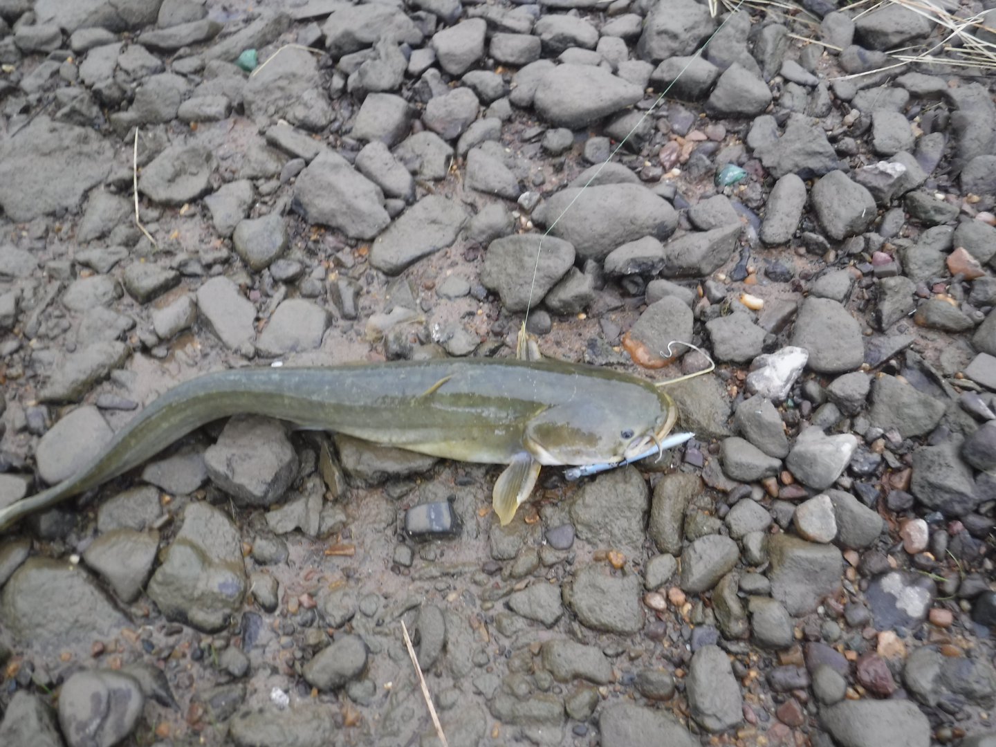 DSCF6366.JPG