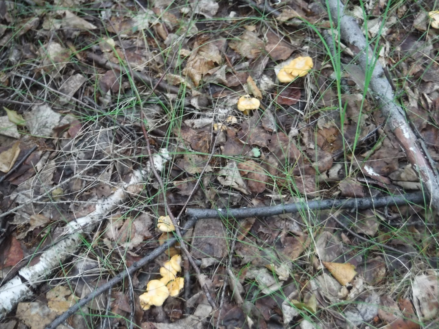 DSCF6377.JPG