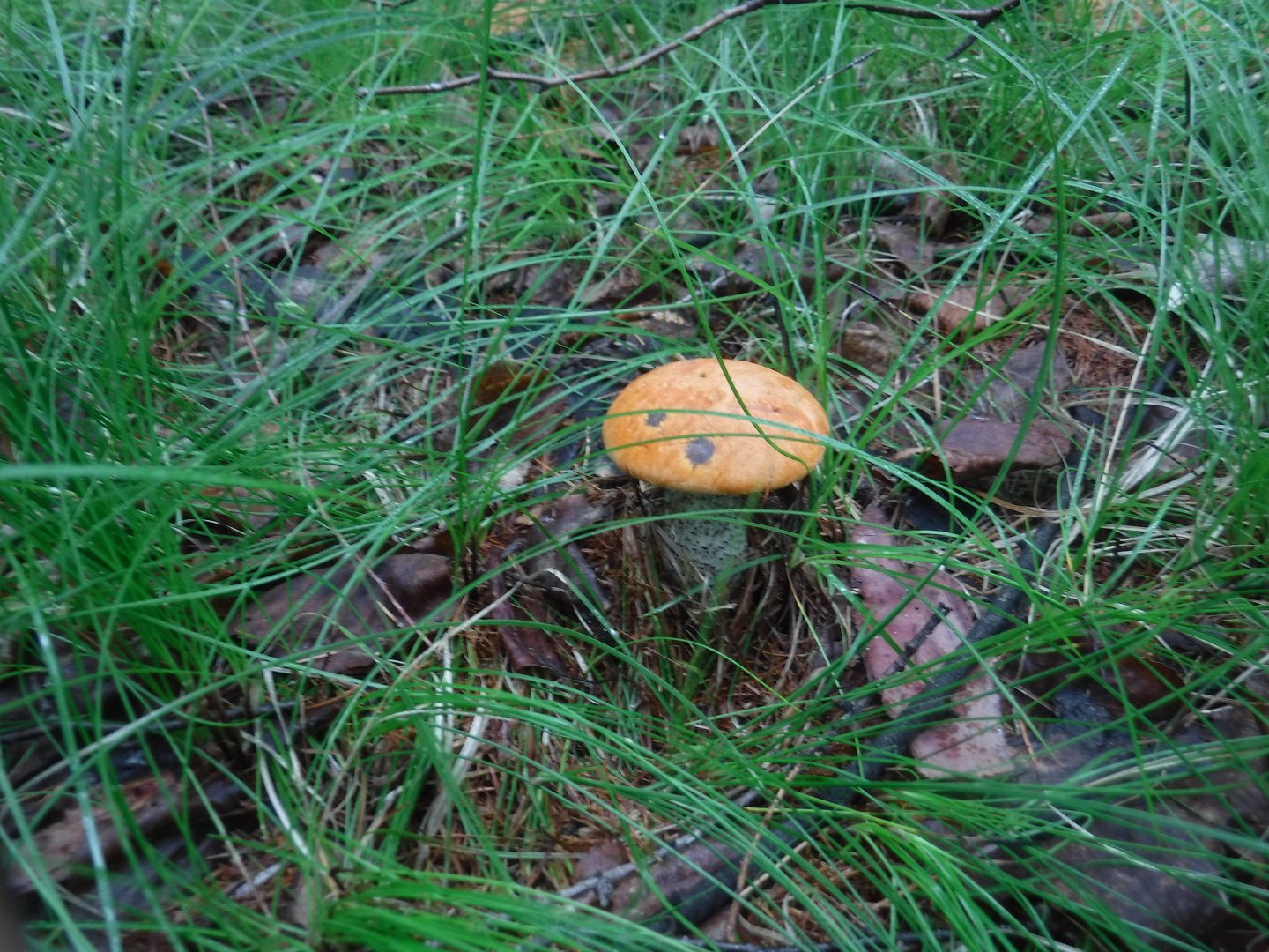 DSCF6387.JPG