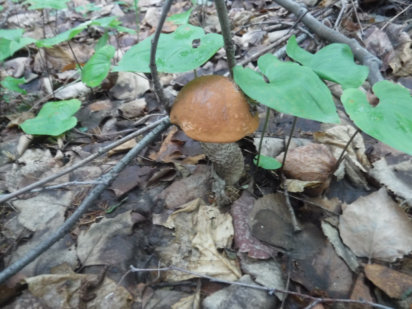 DSCF6395.JPG