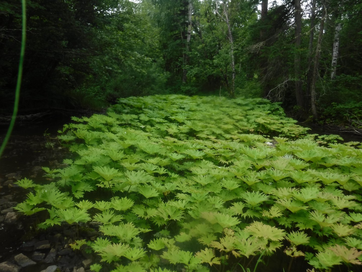 DSCF6423.JPG