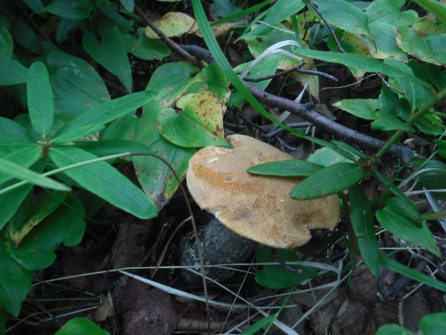 DSCF6441.JPG
