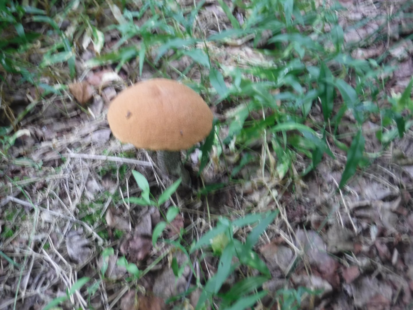 DSCF6452.JPG