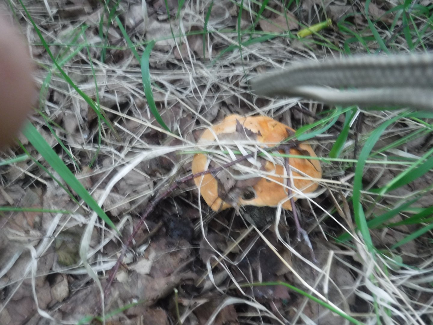 DSCF6453.JPG