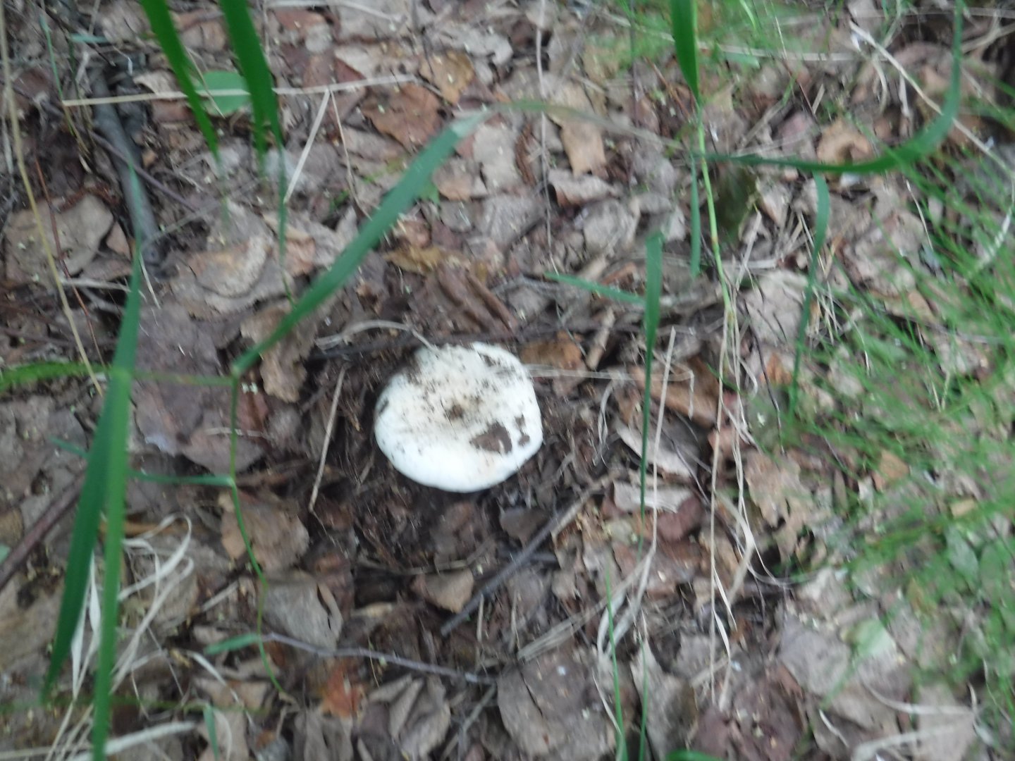DSCF6454.JPG