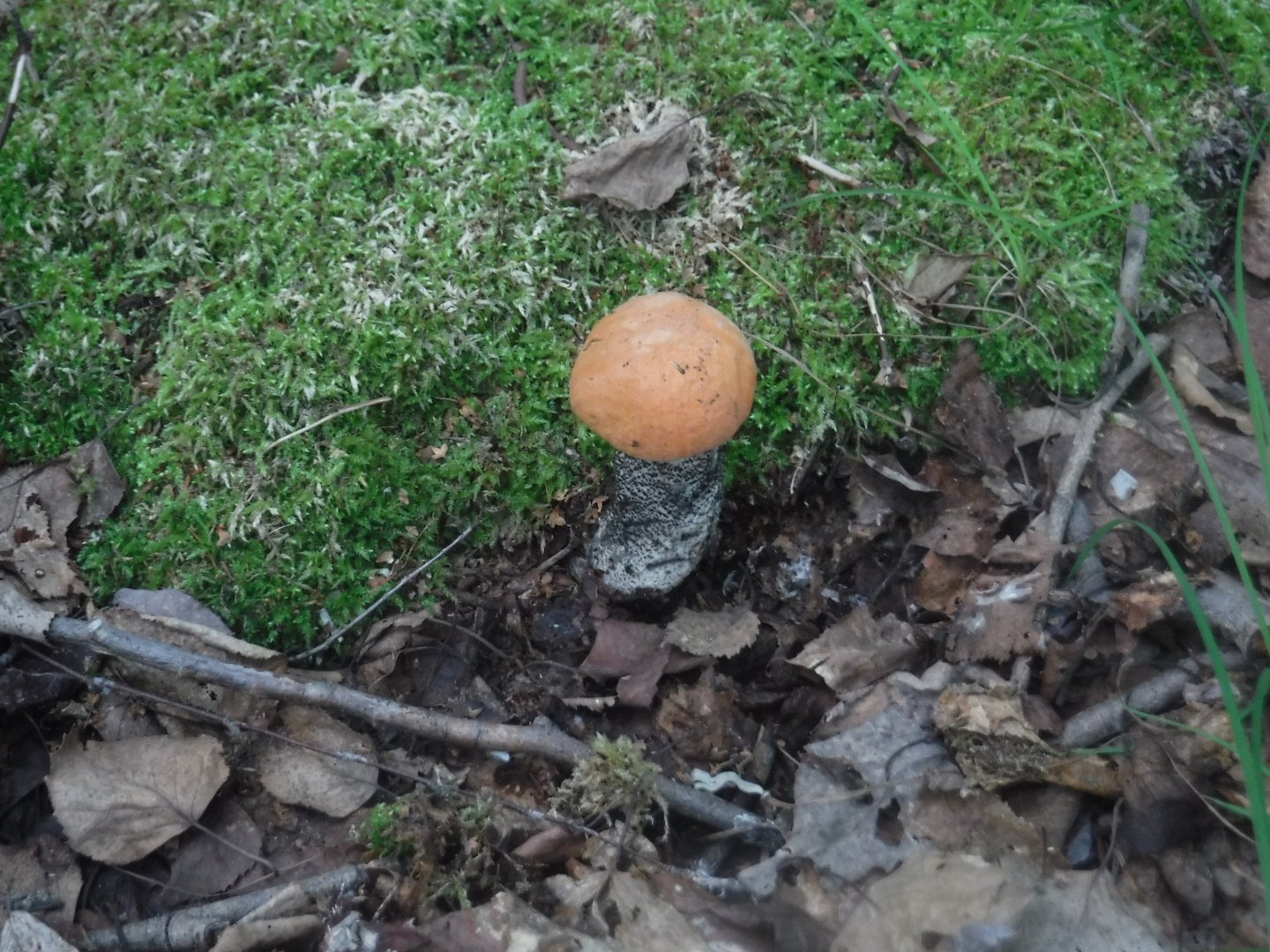 DSCF6455.JPG
