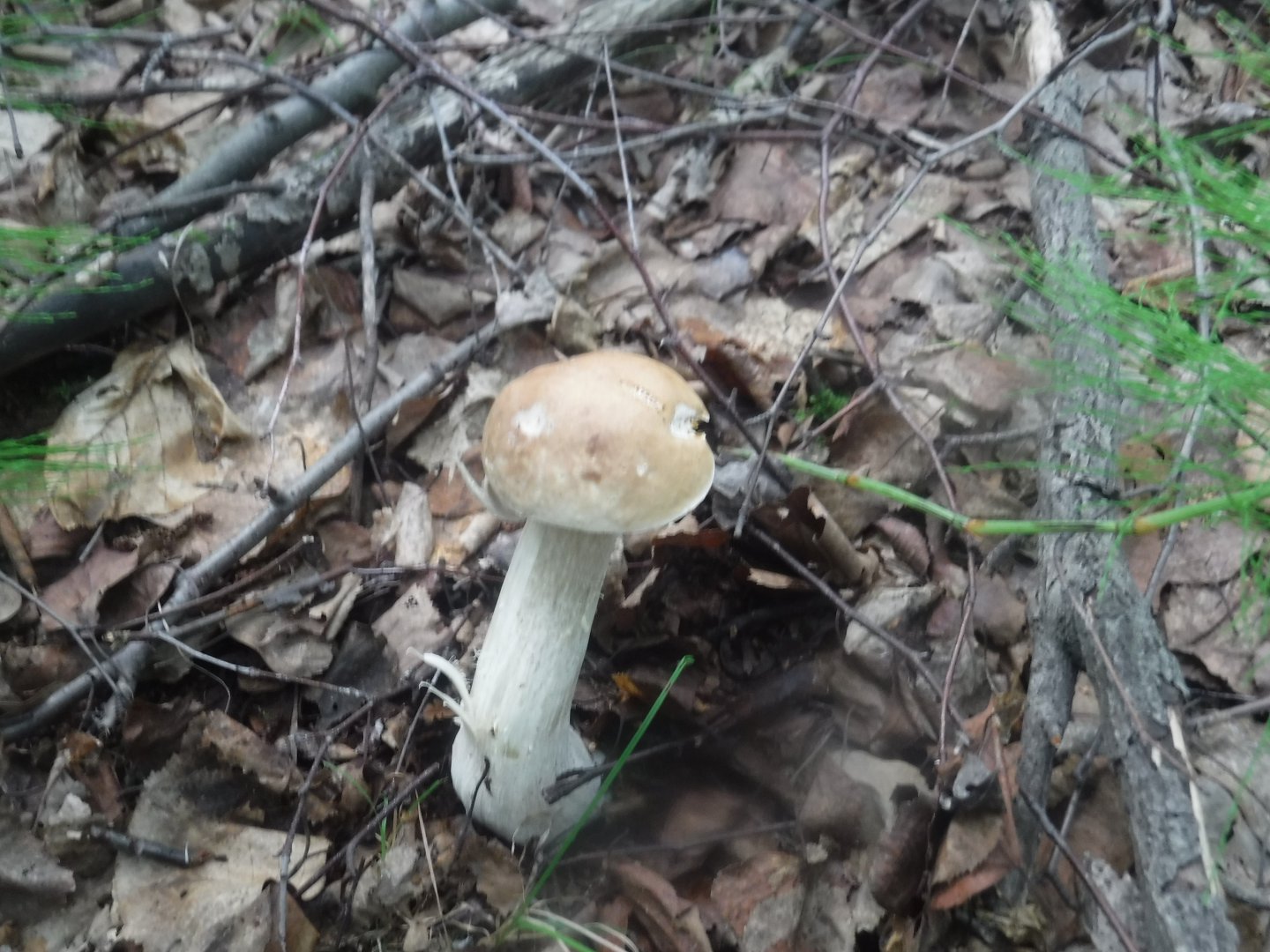 DSCF6457.JPG