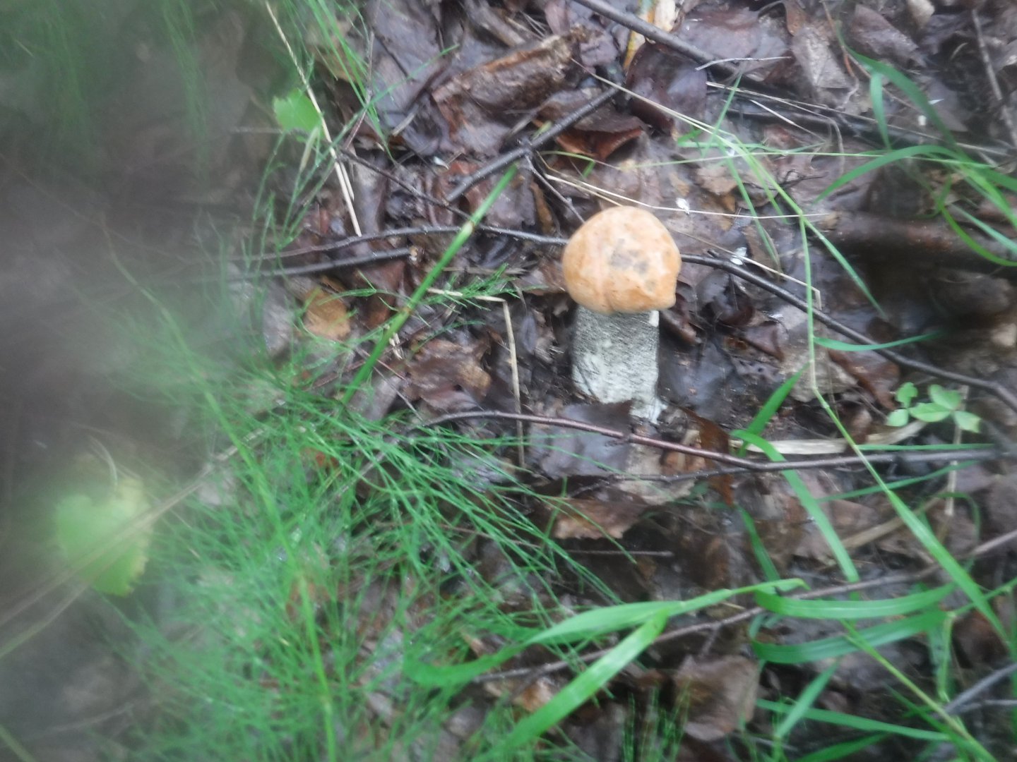 DSCF6476.JPG