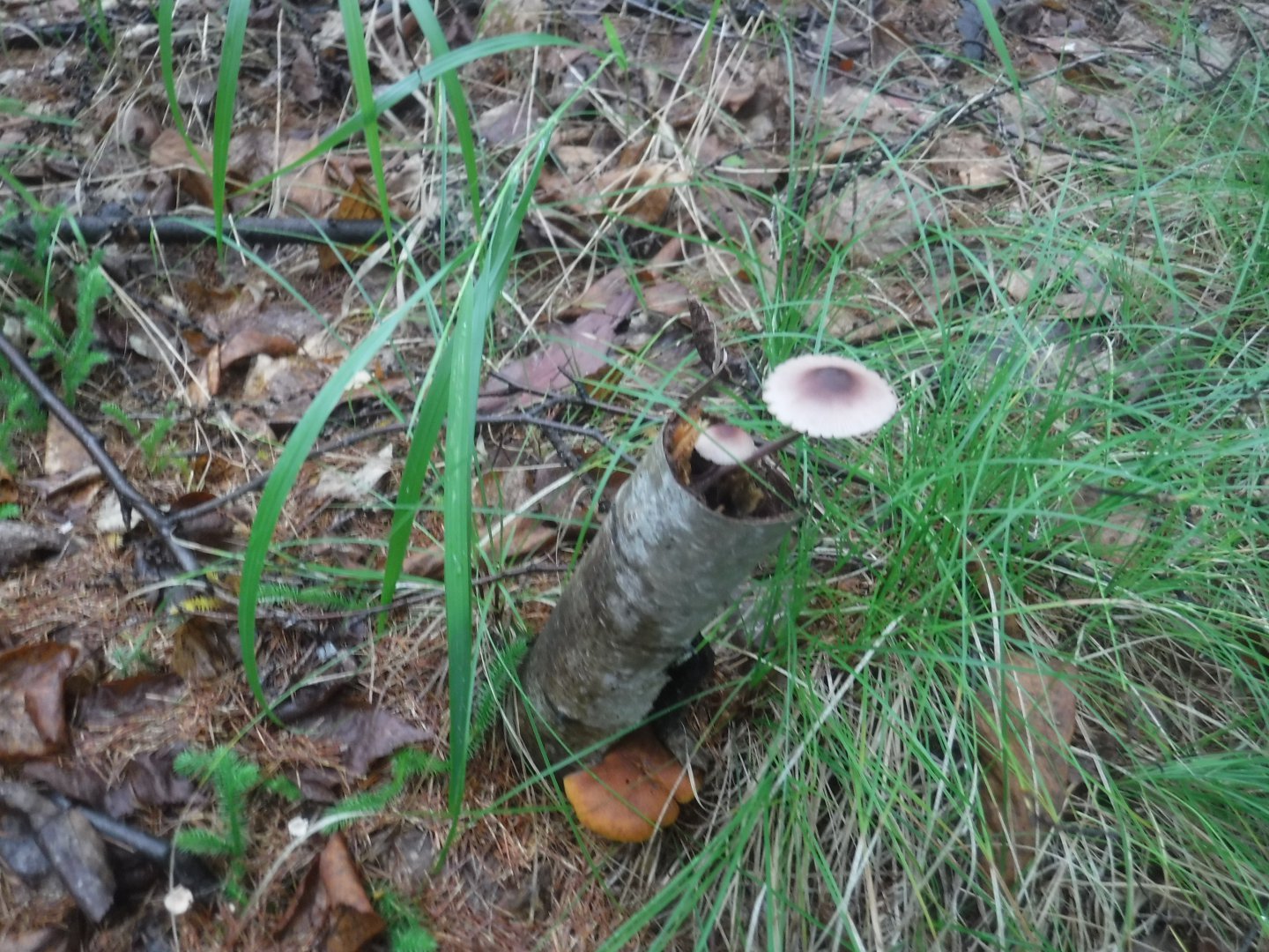 DSCF6478.JPG