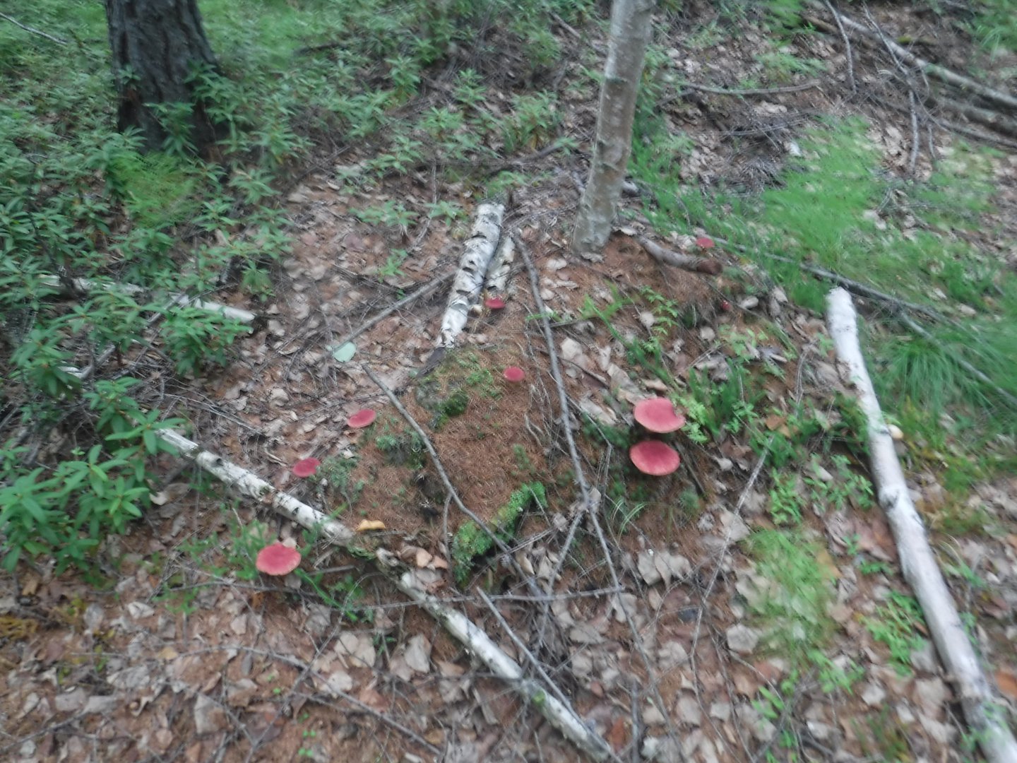 DSCF6511.JPG