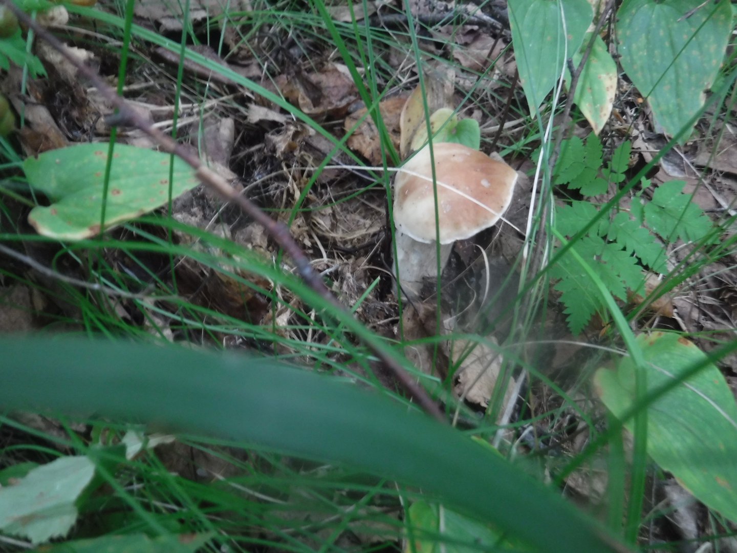 DSCF6518.JPG