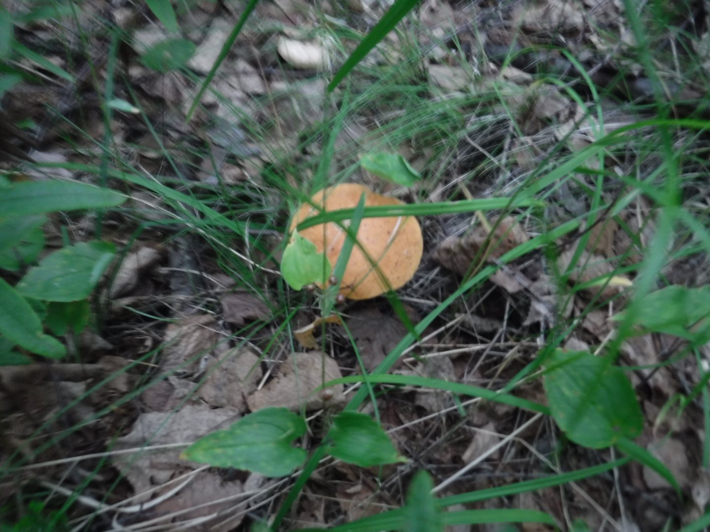 DSCF6550.JPG