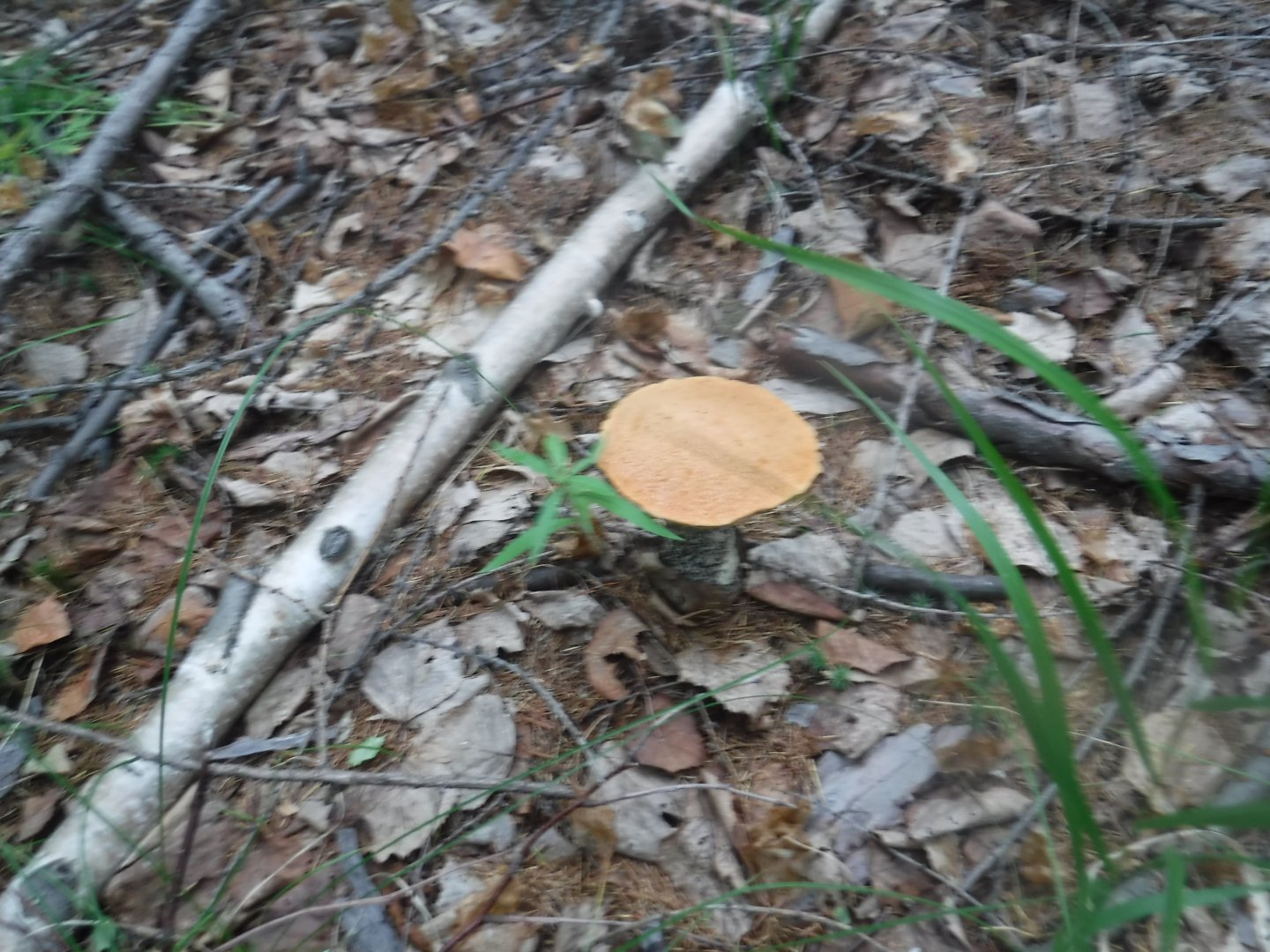 DSCF6562.JPG