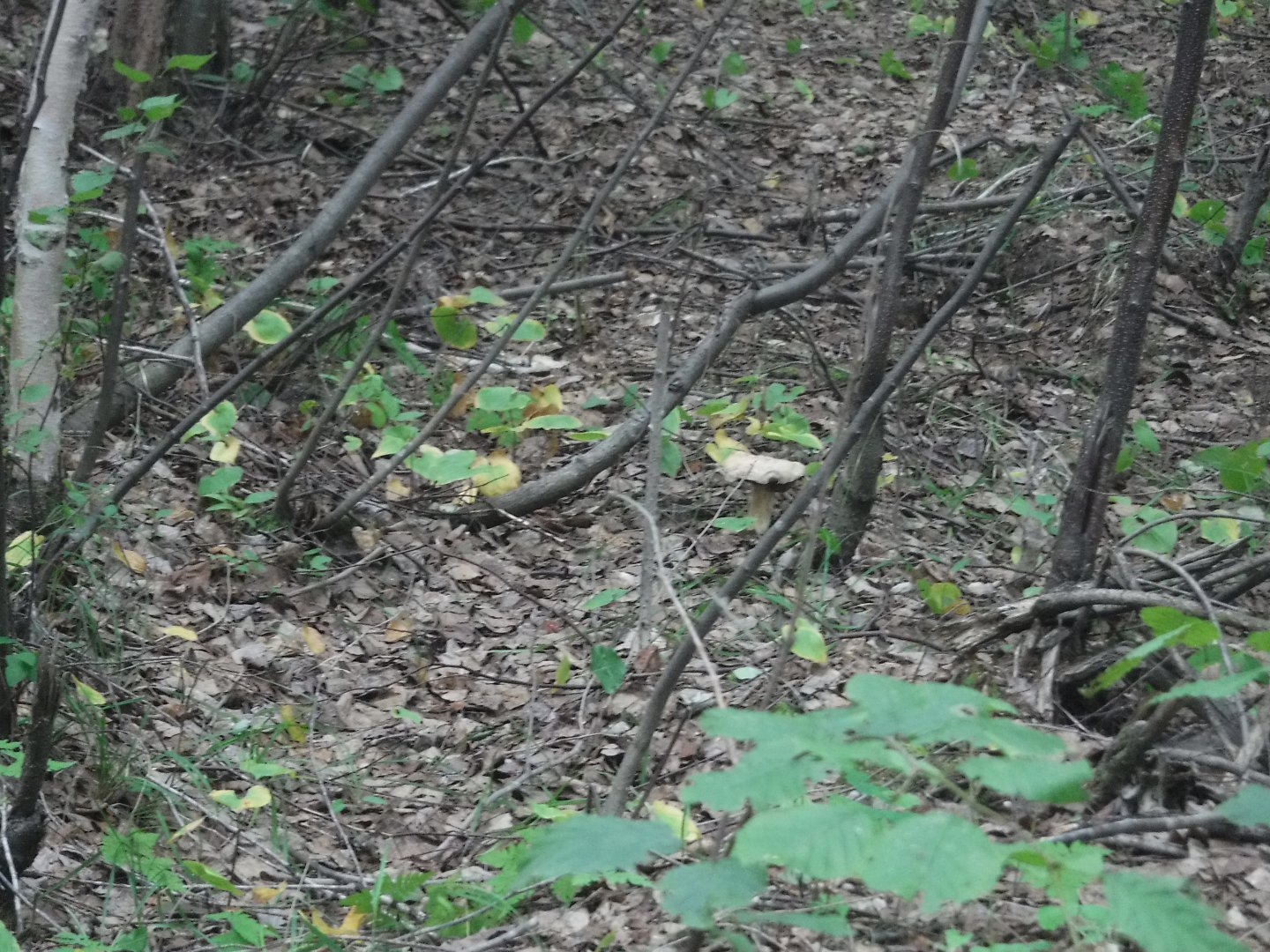 DSCF6574.JPG