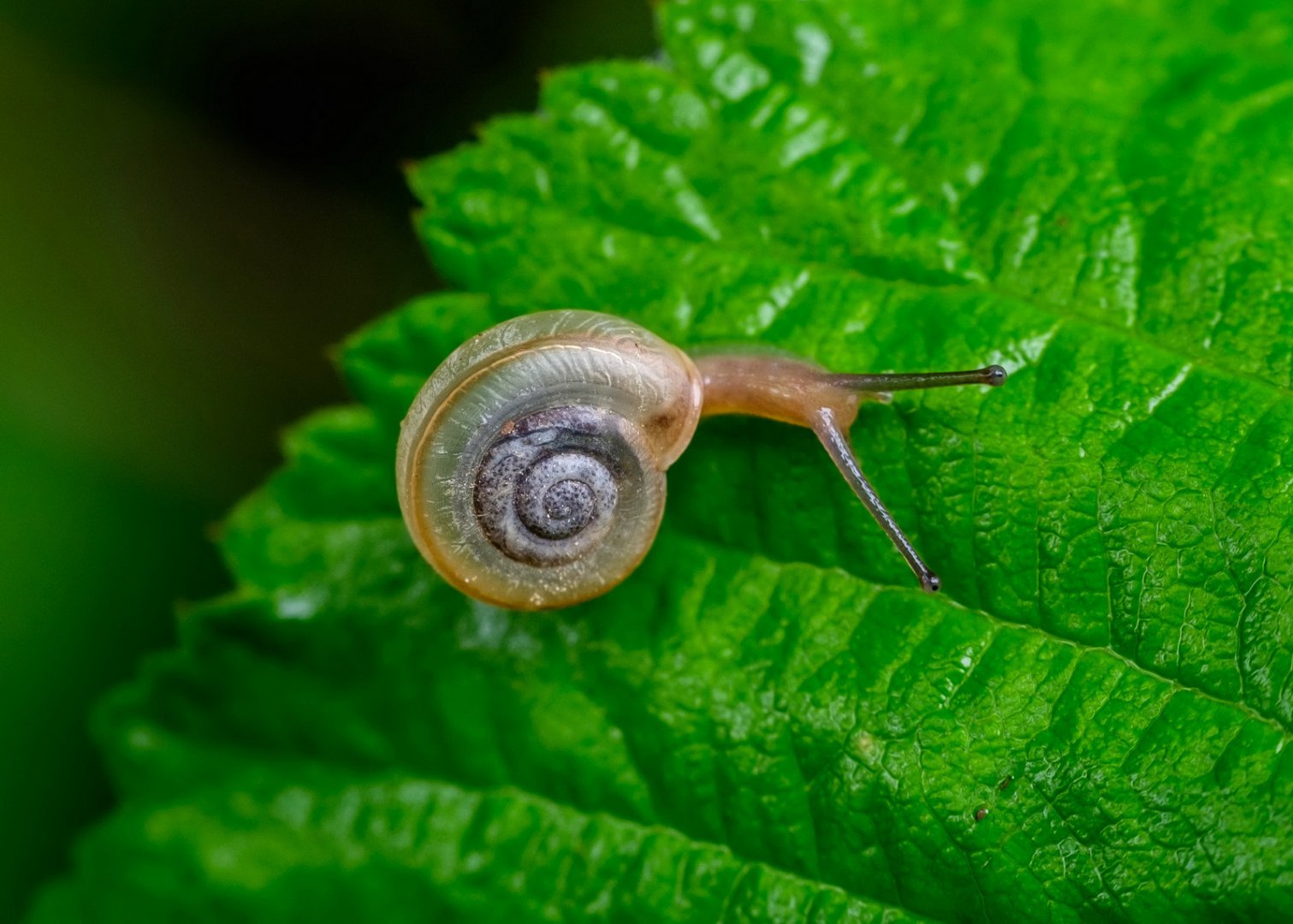 DSCF6575.jpg