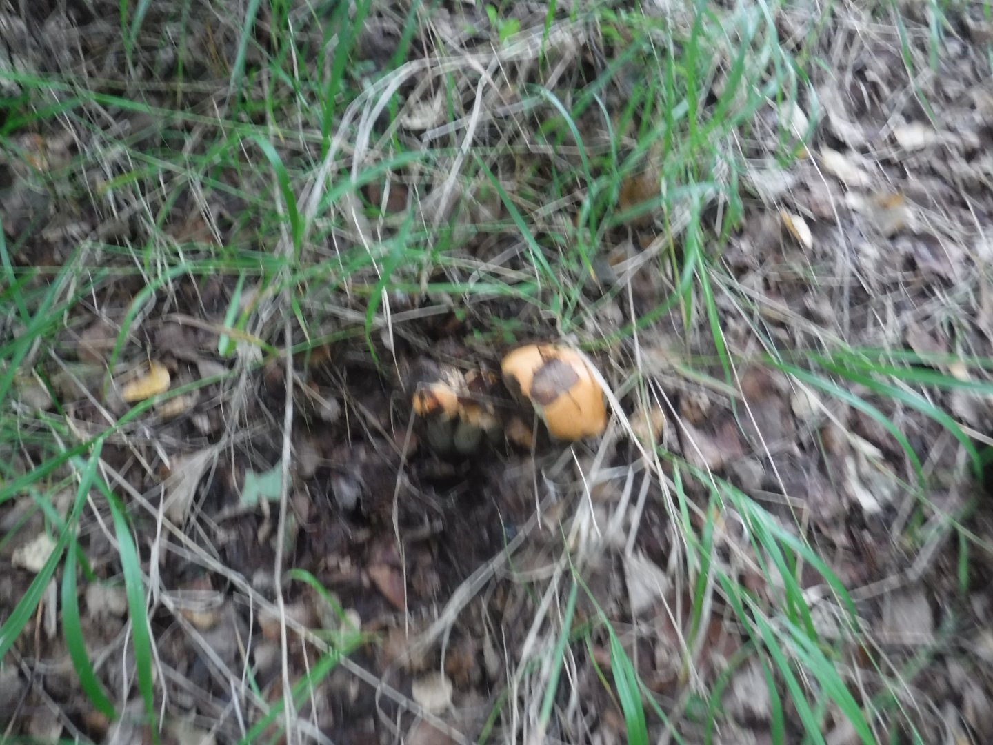 DSCF6701.JPG