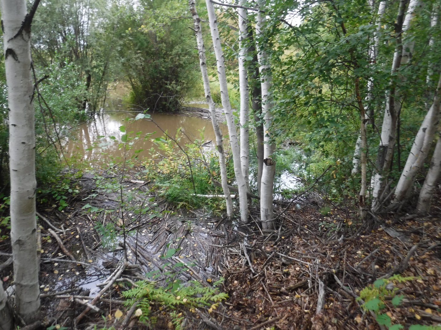 DSCF6704.JPG