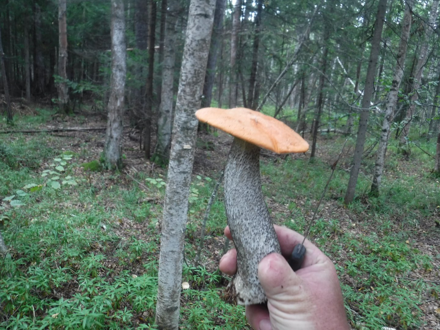 DSCF6709.JPG