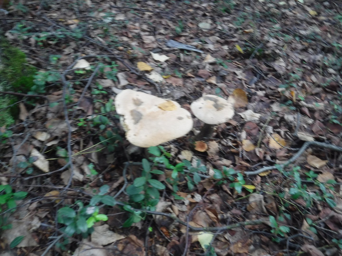 DSCF6711.JPG