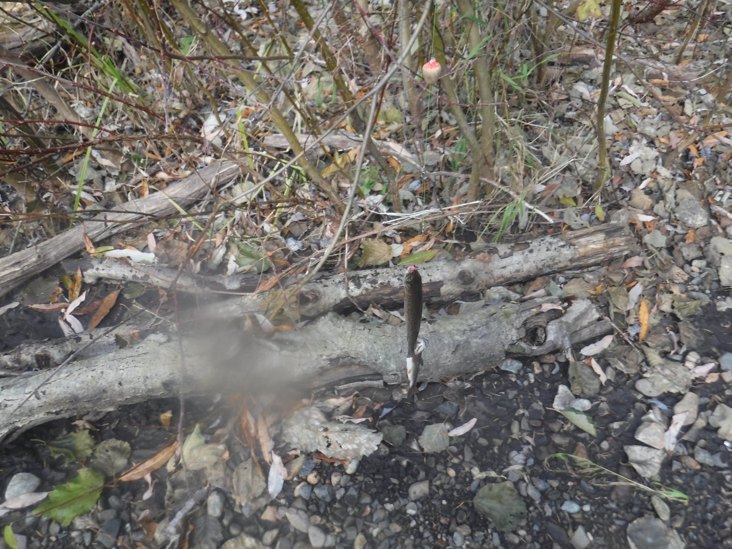 DSCF6934.JPG