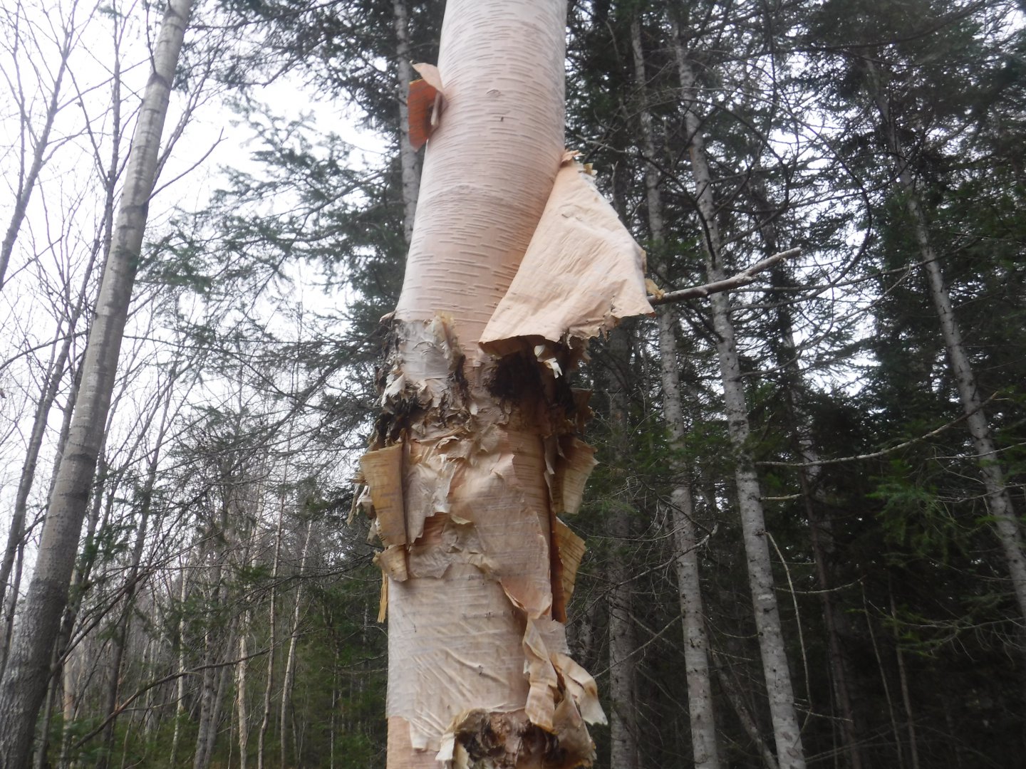 DSCF6956.JPG