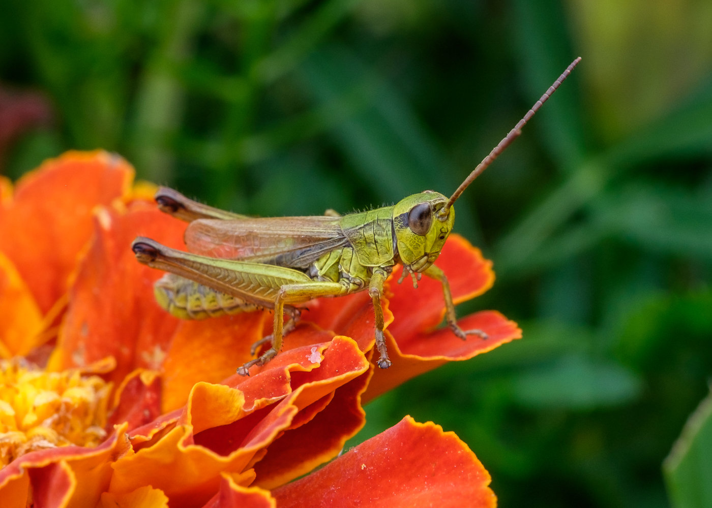 DSCF7174.JPG