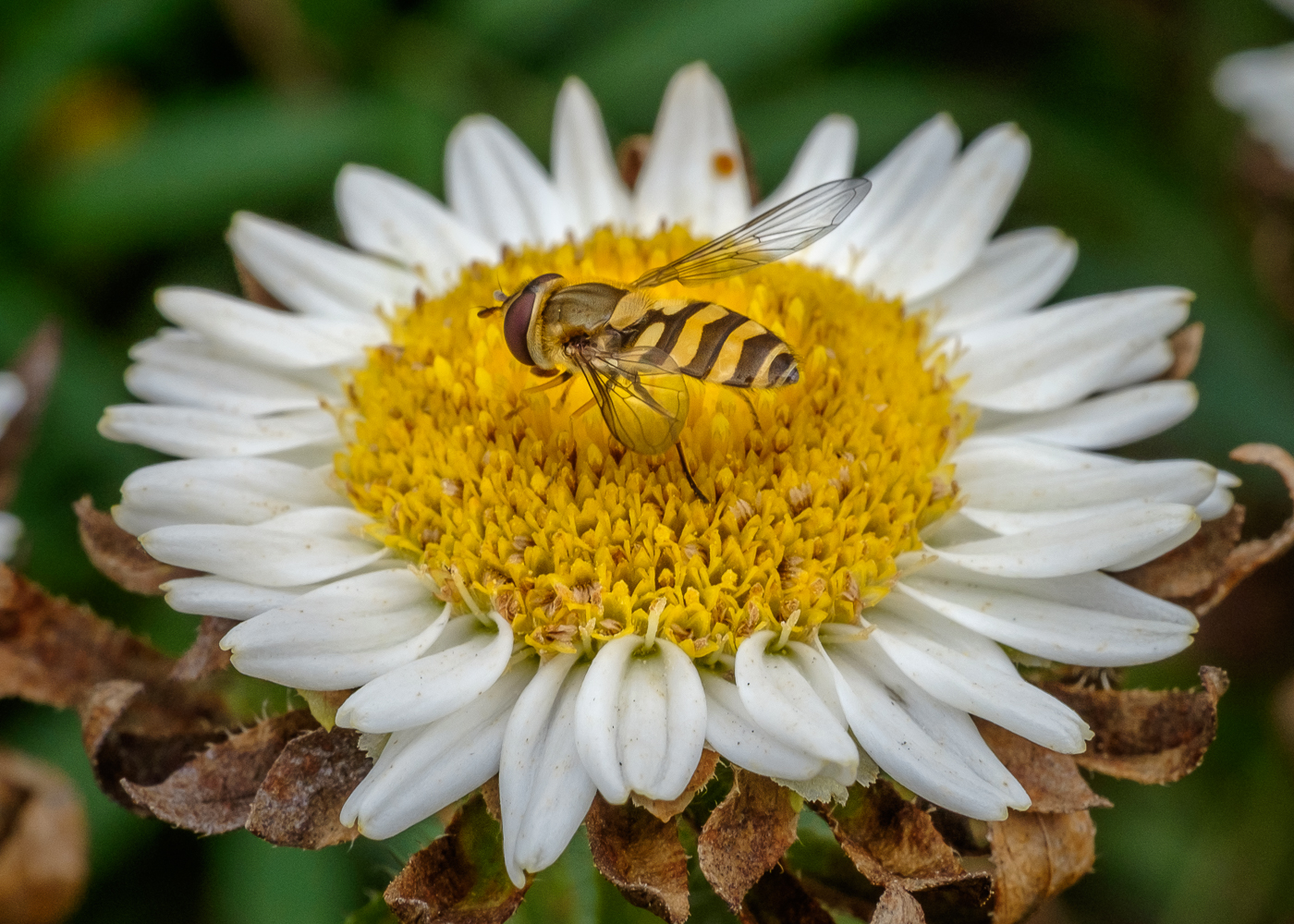 DSCF7185.JPG