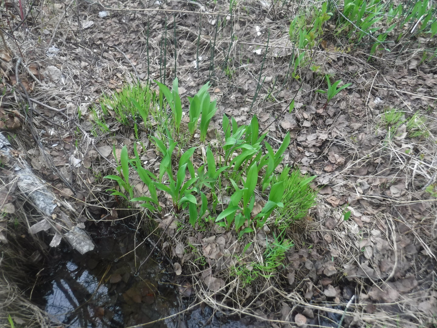 DSCF7196.JPG
