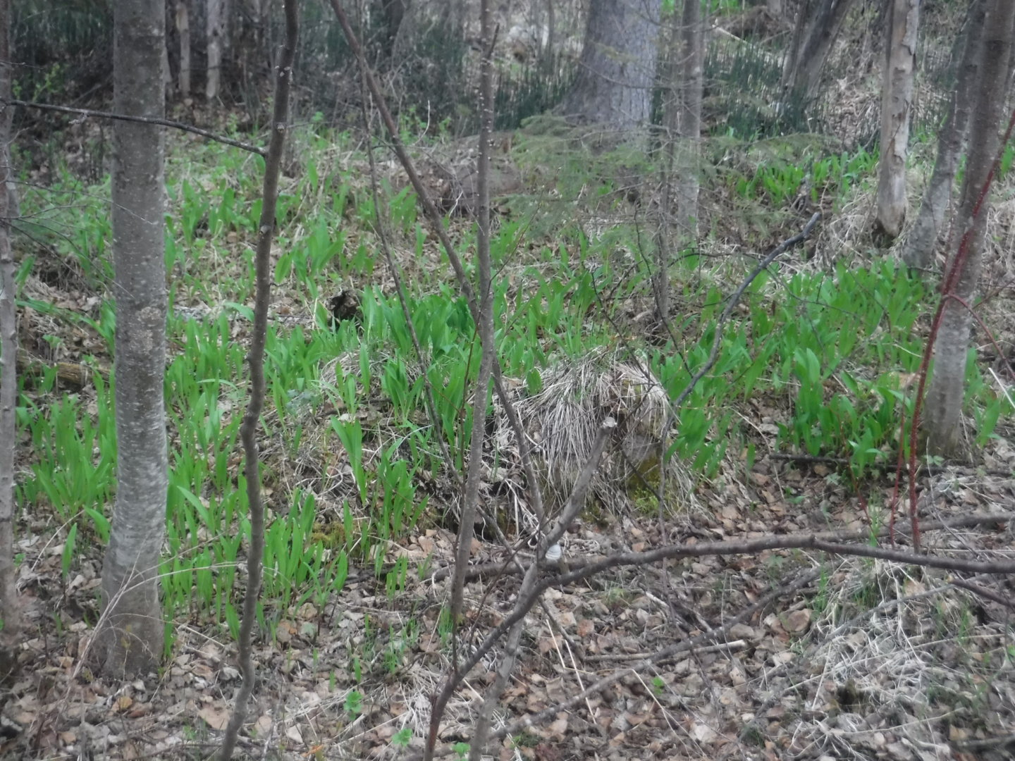 DSCF7197.JPG