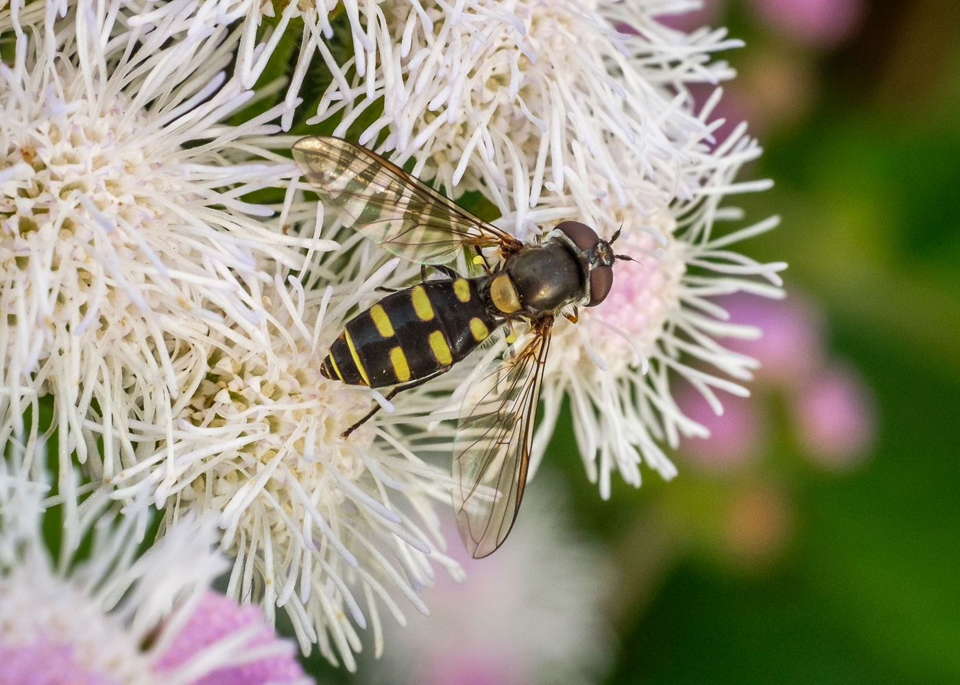 DSCF7211.JPG