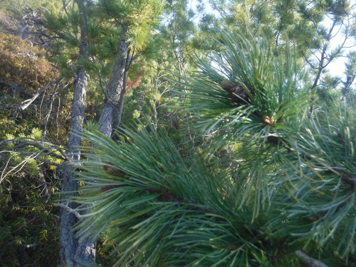 DSCF7245.JPG