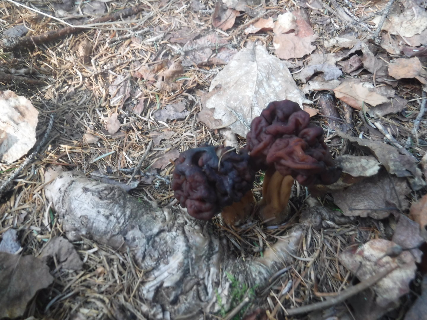 DSCF7254.JPG