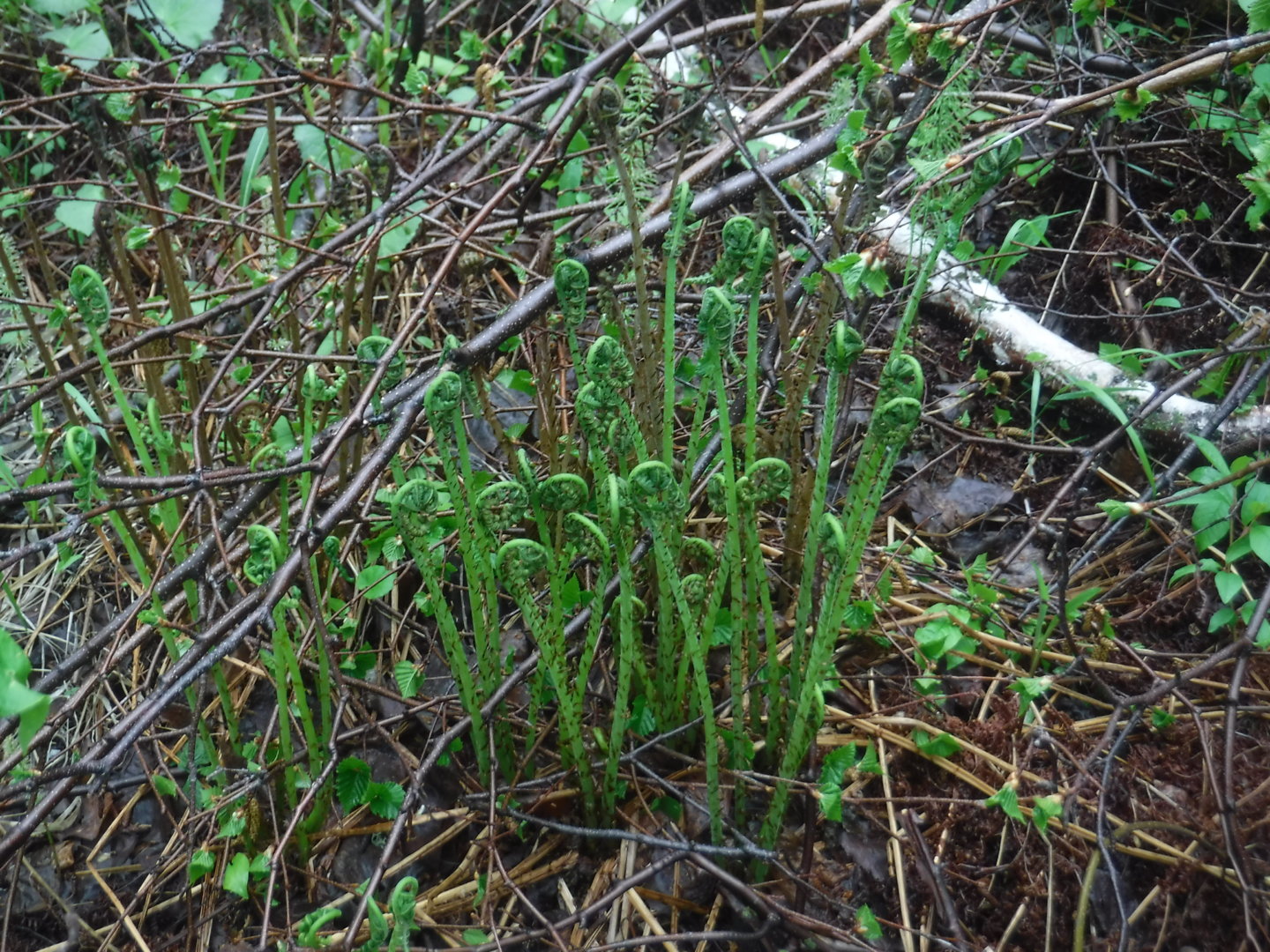DSCF7264.JPG
