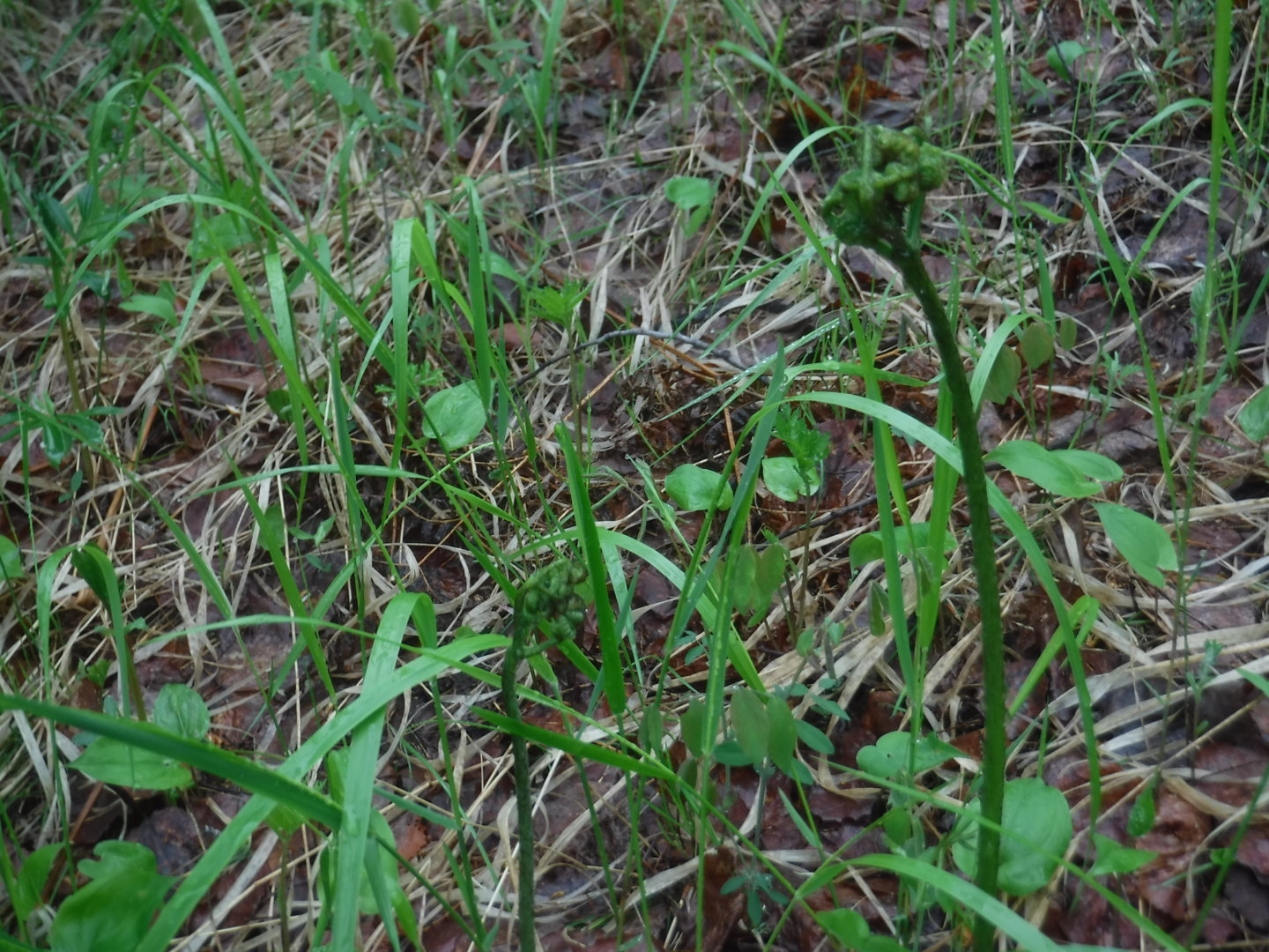 DSCF7265.JPG