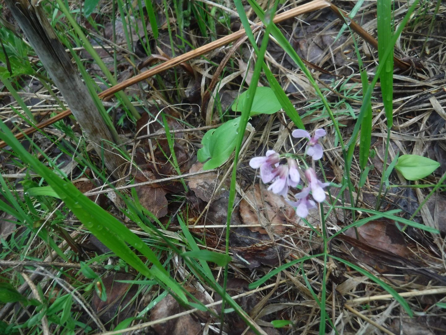DSCF7268.JPG