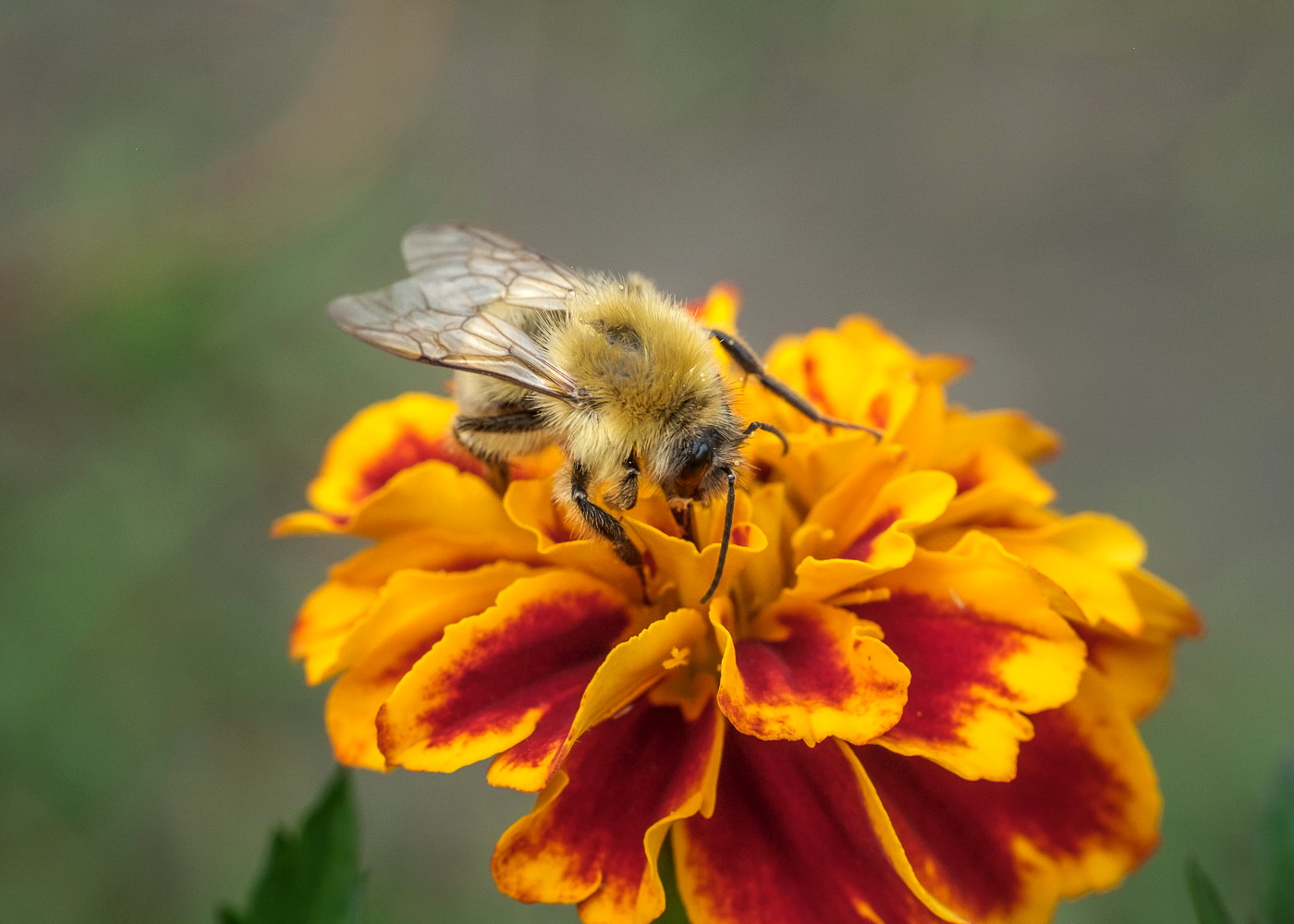 DSCF7270.jpg