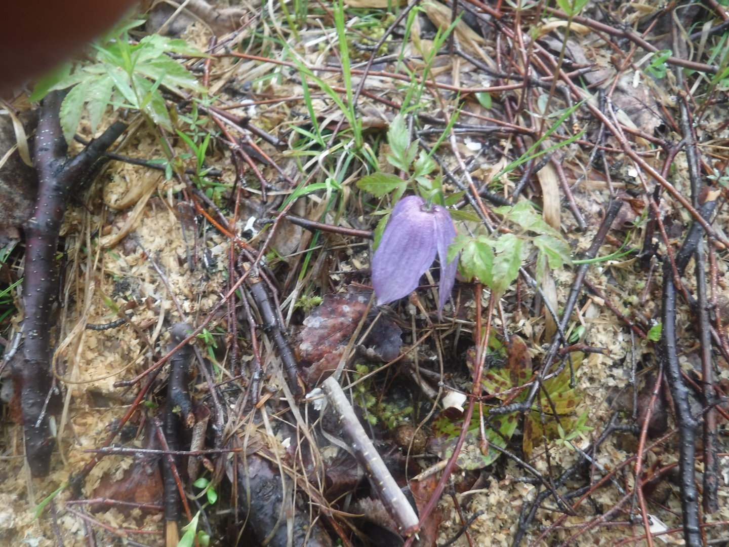 DSCF7278.JPG
