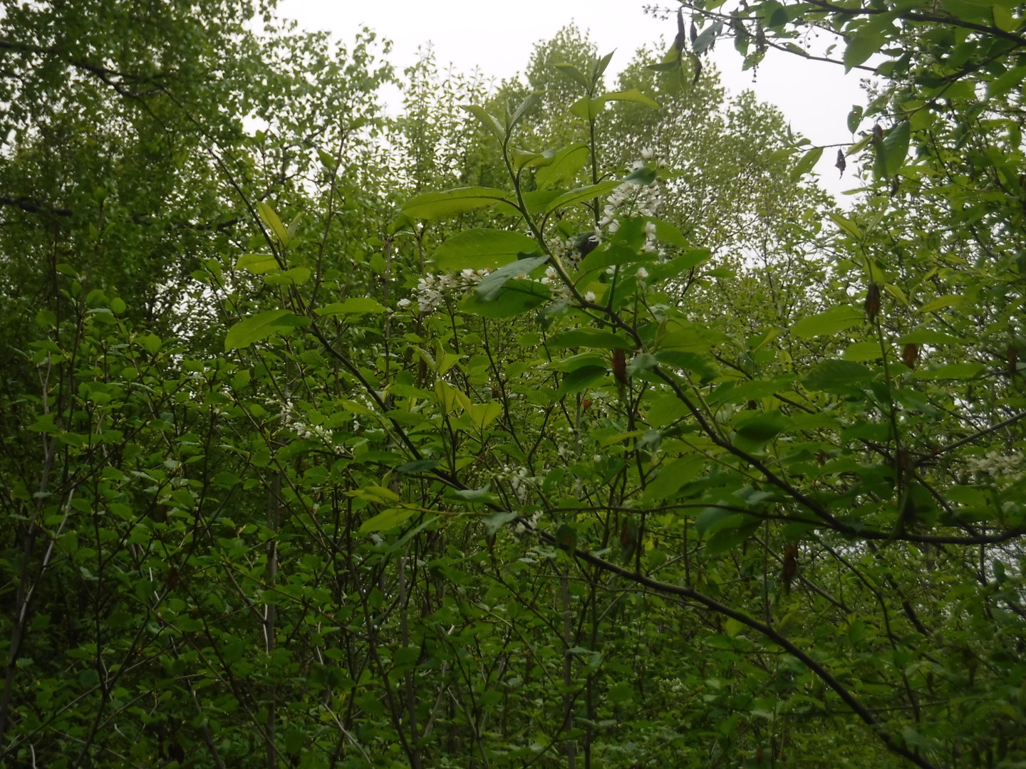 DSCF7279.JPG