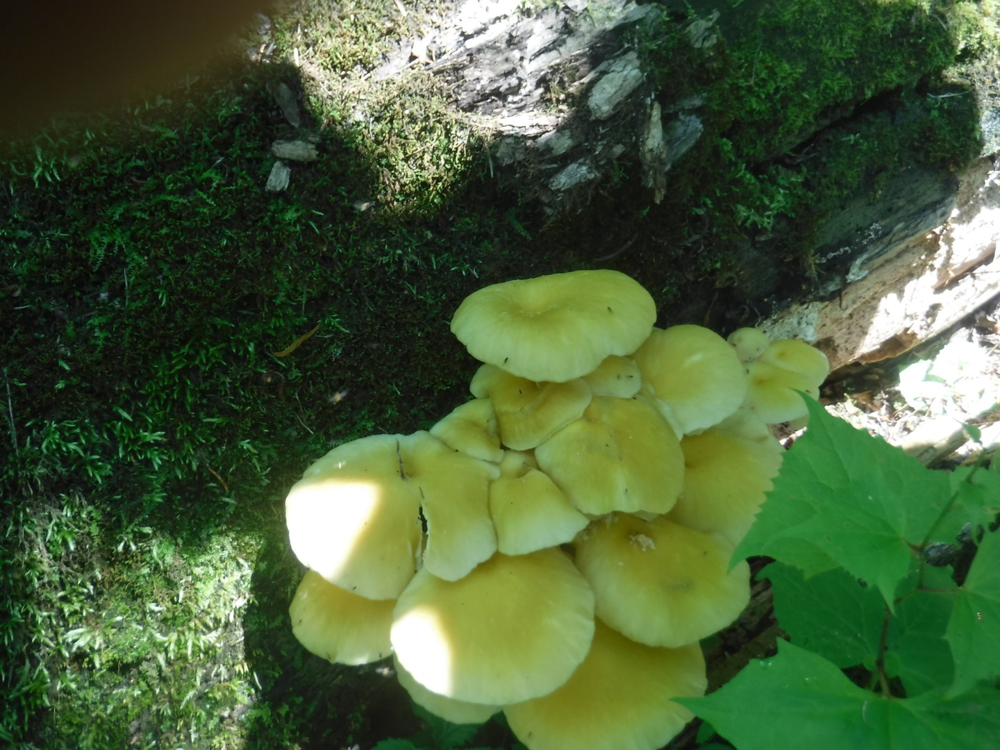DSCF7367.JPG