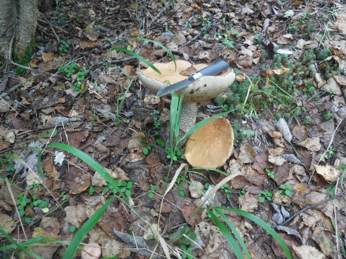 DSCF7391.JPG