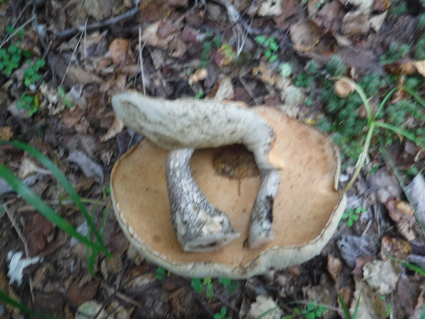 DSCF7393.JPG