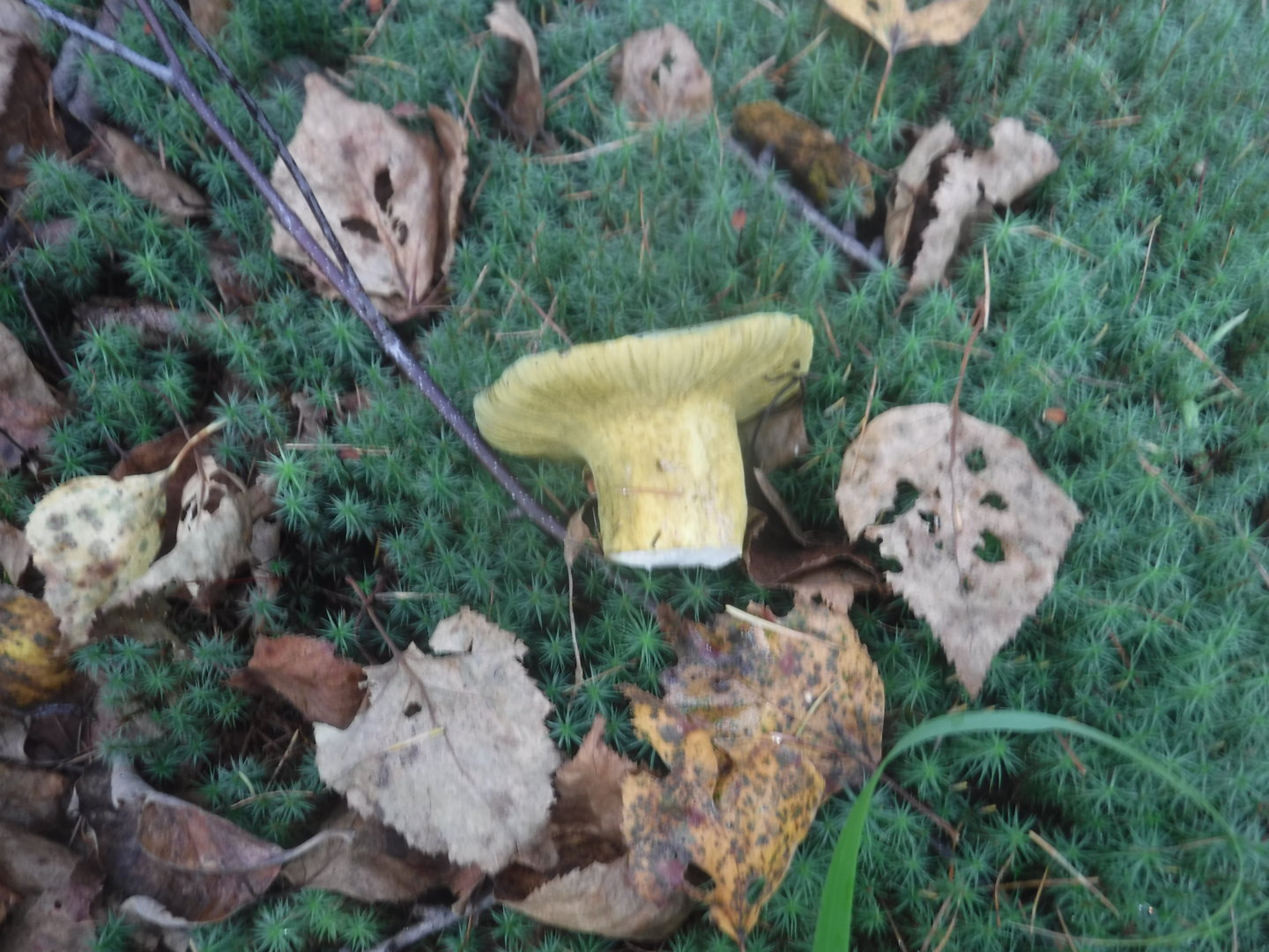 DSCF7415.JPG