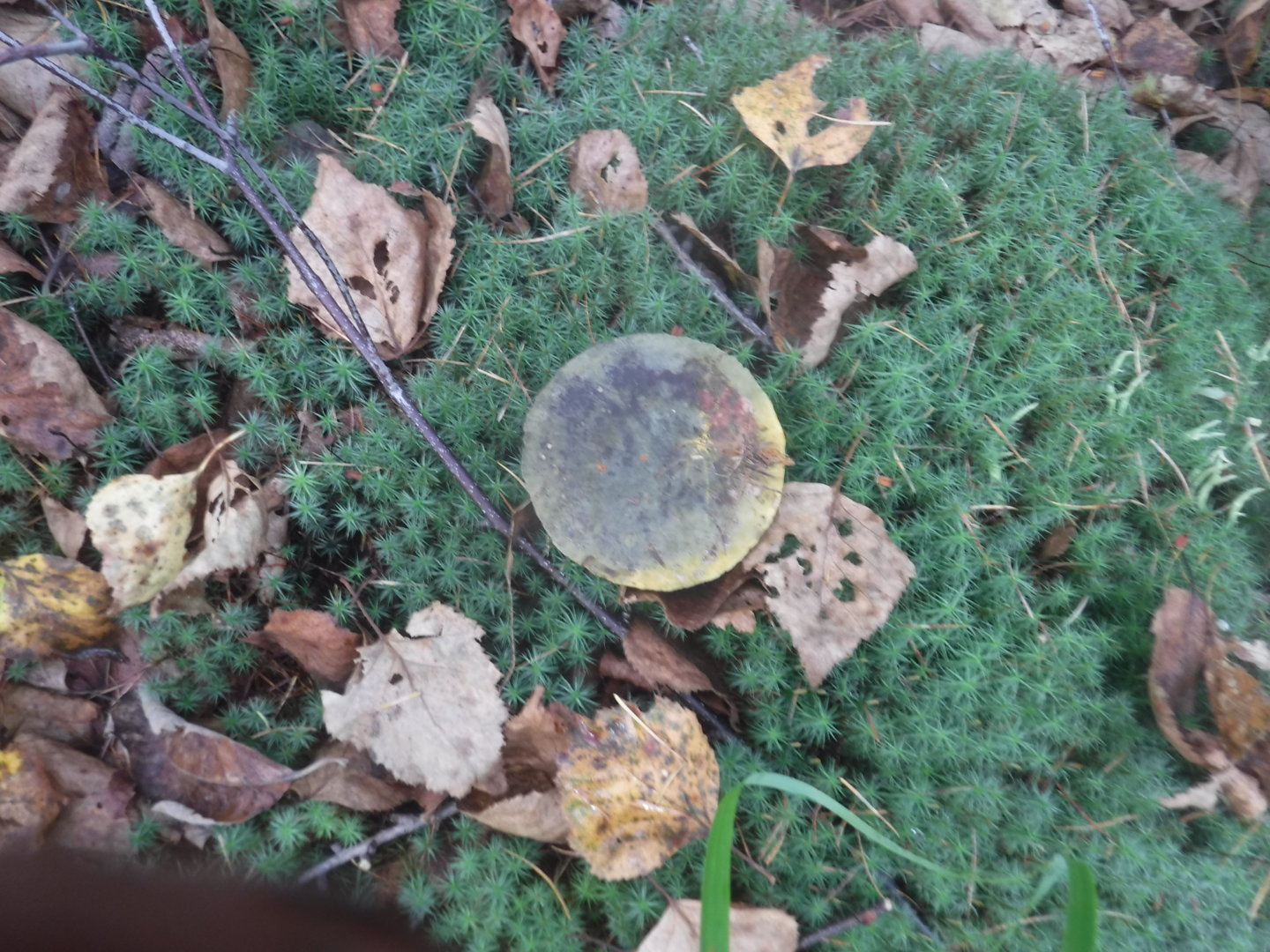 DSCF7416.JPG