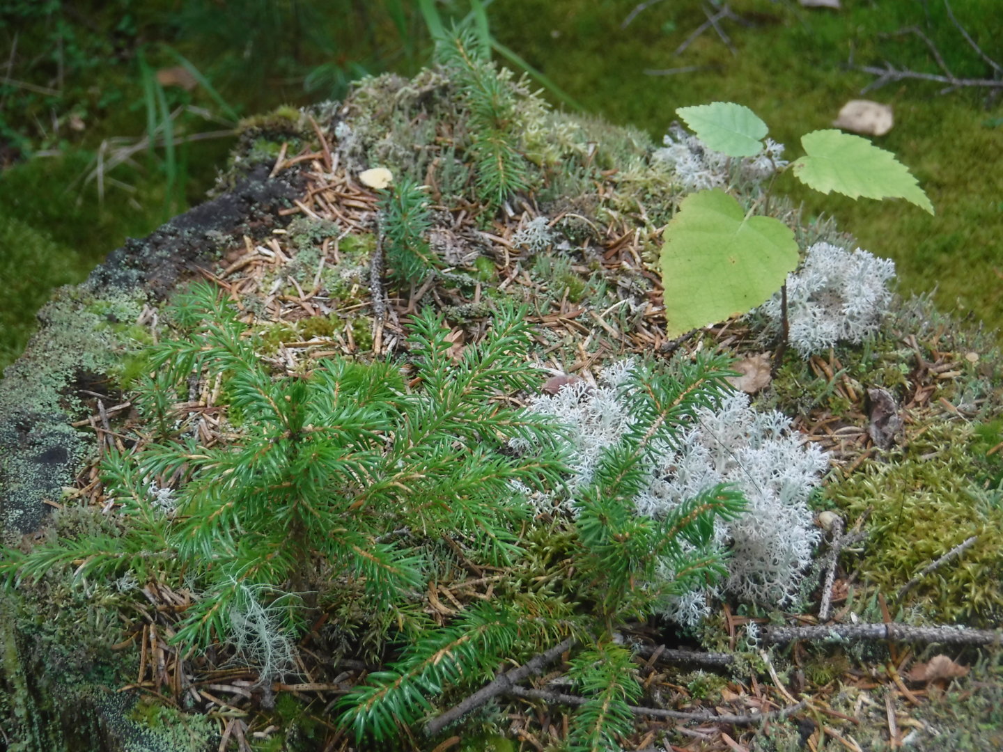 DSCF7454.JPG